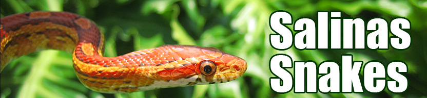 Salinas snake